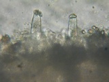 Inocybe amblyospora image