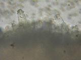 Inocybe amblyospora image