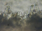 Inocybe amblyospora image