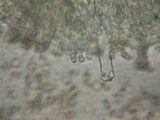 Inocybe amblyospora image
