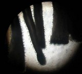 Inocybe lilacina image