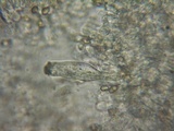 Inocybe amblyospora image