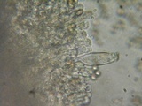 Inocybe amblyospora image