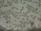 Inocybe amblyospora image