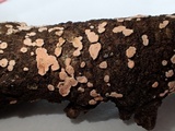 Aleurodiscus grantii image