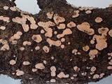 Aleurodiscus grantii image
