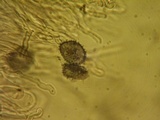Aleurodiscus grantii image