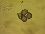 Aleurodiscus grantii image