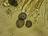 Aleurodiscus grantii image