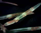 Chrysomyxa weirii image