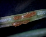 Chrysomyxa weirii image