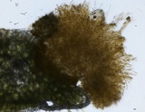 Chrysomyxa weirii image