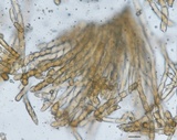 Chrysomyxa weirii image
