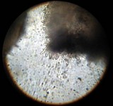 Inocybe lilacina image