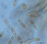 Chrysomyxa weirii image