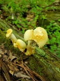 Neolentinus lepideus image