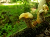 Neolentinus lepideus image