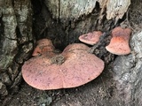 Fistulina hepatica image