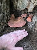 Fistulina hepatica image