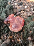 Fistulina hepatica image