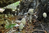 Coprinopsis variegata image
