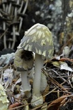 Coprinopsis variegata image