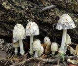 Coprinopsis variegata image