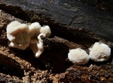 Hericium americanum image
