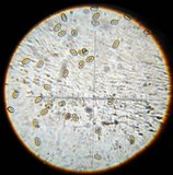 Inocybe lilacina image