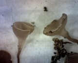 Sclerotinia sclerotiorum image