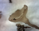 Sclerotinia sclerotiorum image