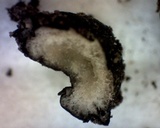 Sclerotinia sclerotiorum image