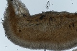 Sclerotinia sclerotiorum image