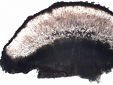 Caloplaca aurantia image