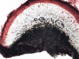 Caloplaca aurantia image