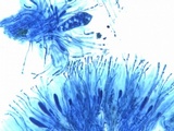 Caloplaca aurantia image