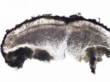Caloplaca aurantia image