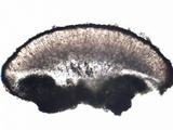 Caloplaca flavescens image