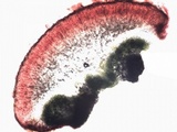 Caloplaca flavescens image