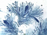 Caloplaca flavescens image
