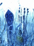 Caloplaca flavescens image