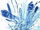Caloplaca flavescens image