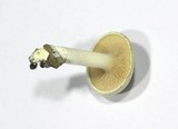 Clitopilus prunulus image