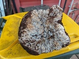 Laccocephalum mylittae image