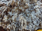 Laccocephalum mylittae image