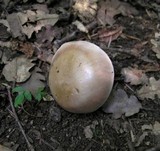 Cortinarius arcuatorum image
