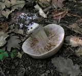 Cortinarius arcuatorum image