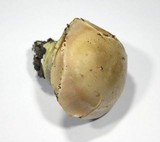 Cortinarius arcuatorum image