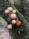 Cyttaria gunnii image