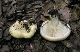 Lactarius acerrimus image